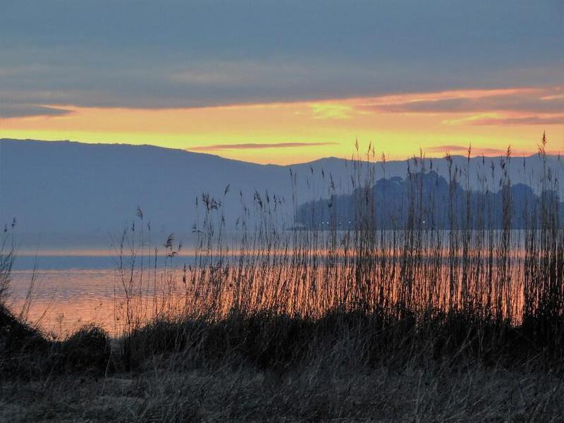 λίμνη καλάμια 2 Custom