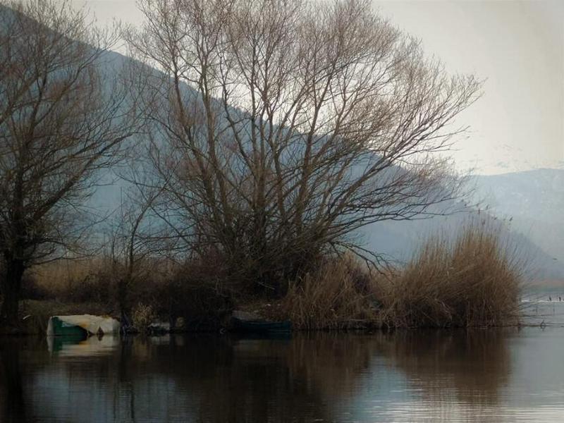 λίμνη καλάμια Custom