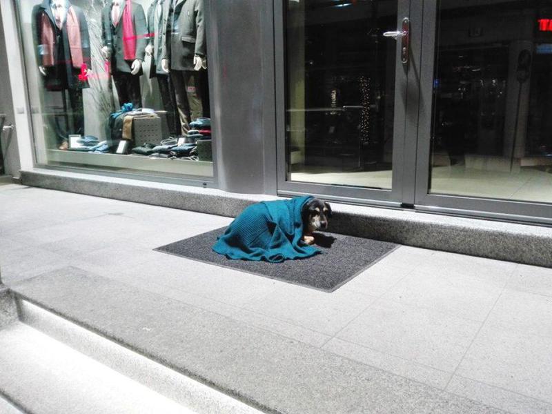 σκύλος αδέσποτος Custom