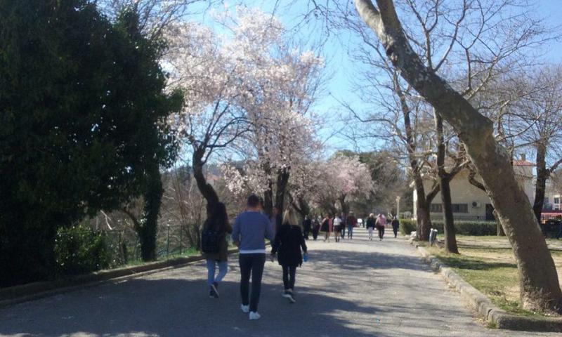 Λιθαρίτσια Απόκριες Custom