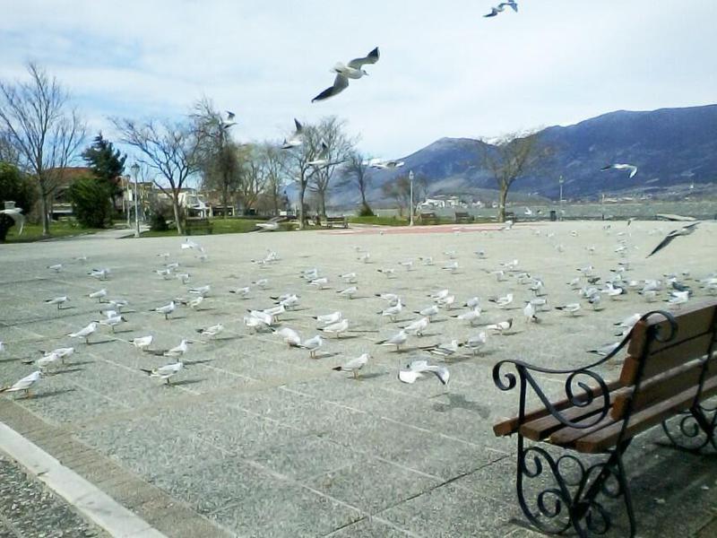 γλάροι λίμνη Custom