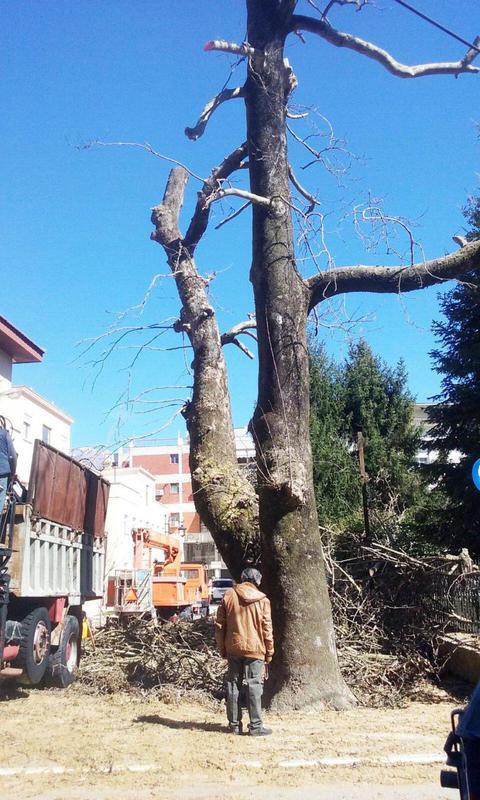 δέντρο χωρίς φύλλα Custom