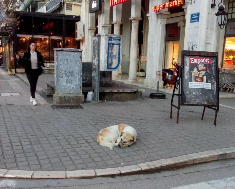 αδέσποτο στον δρόμο Custom