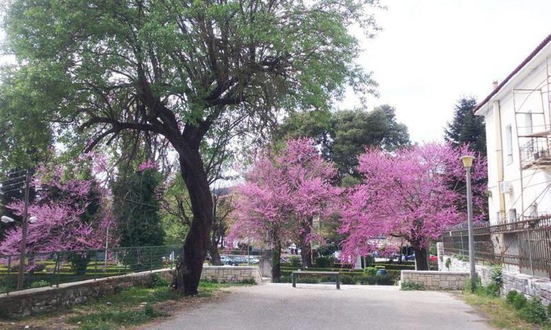 κουτσουπιές Custom