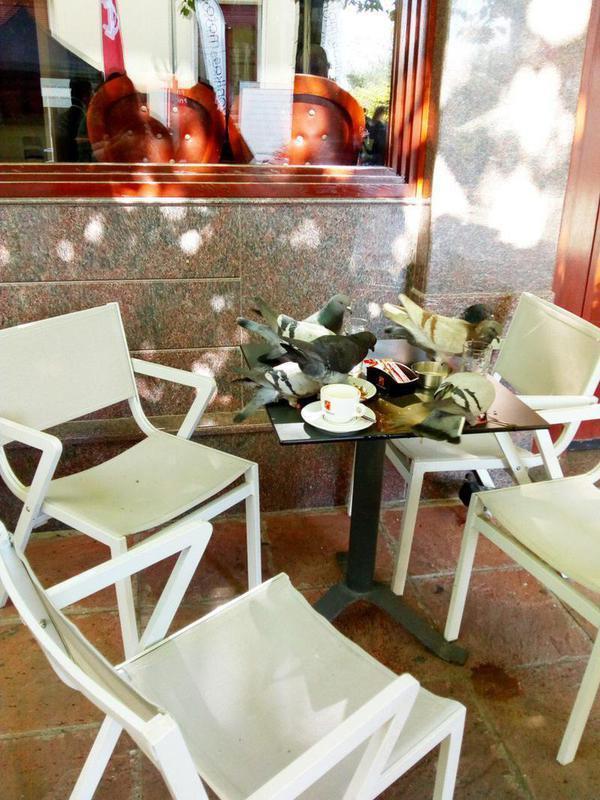 περιστέρια olympic Custom