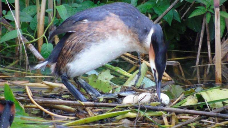 60335473 2412329858779422 5824677068780077056 n