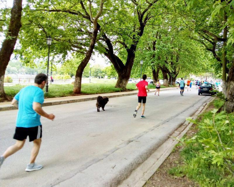 Run Greese σκύλος Custom 1