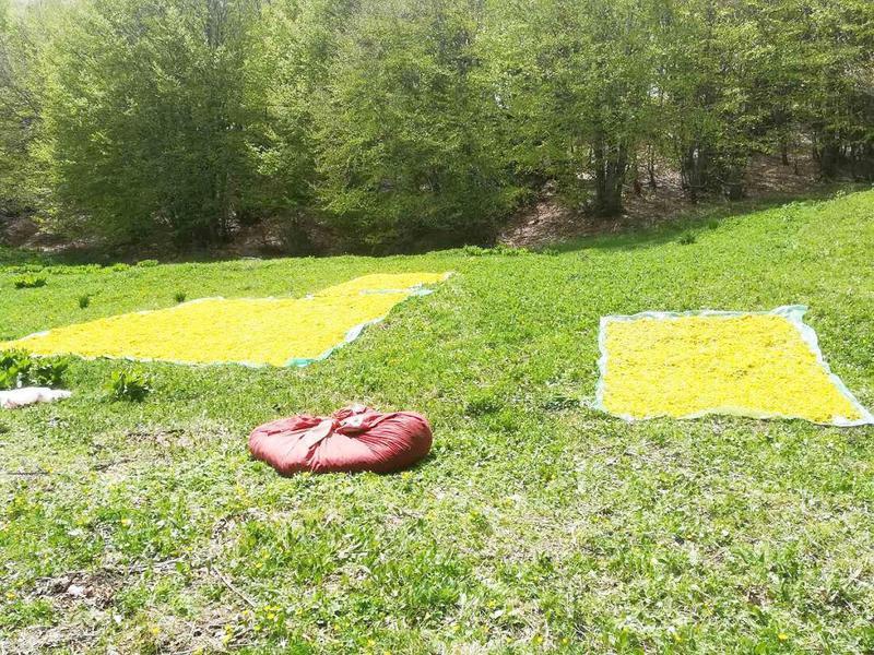 Συνεχίζεται η "αποψίλωση" των βουνών από τα βότανα 55 primulafourka 2