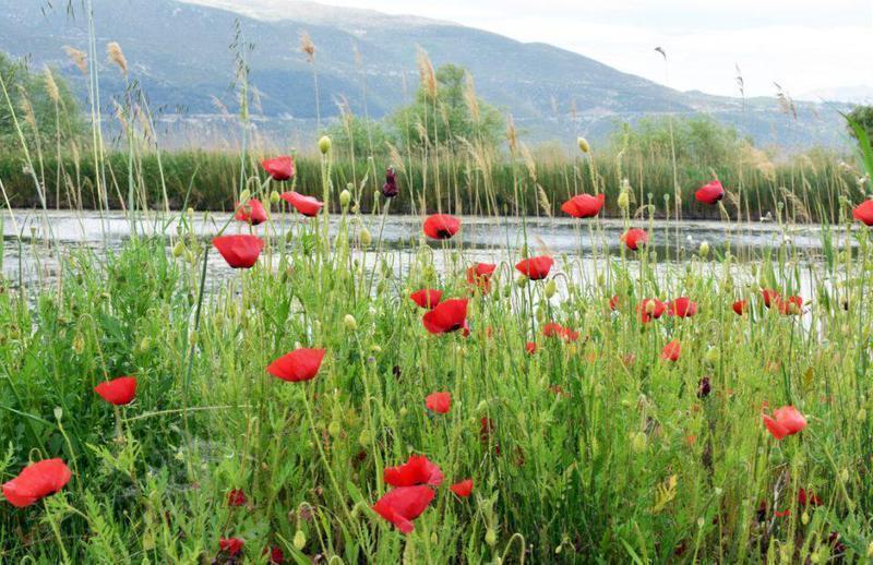 παπαρούνες παραλίμιο Custom