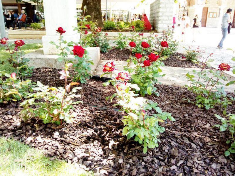 τριαντάφυλλα πλατεία Πάργης Custom