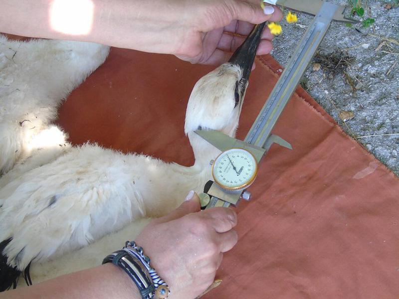 pelargoi daktyliosi 2