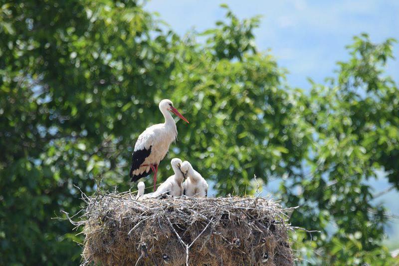 pelargoi daktyliosi1