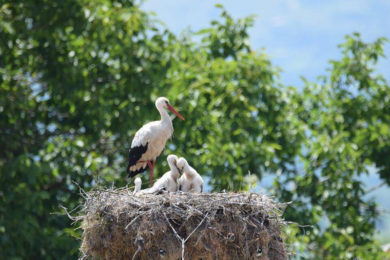 pelargoi daktyliosi1