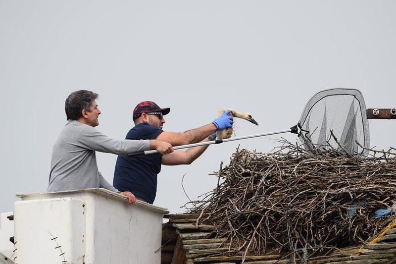 pelargoi daktyliosi2