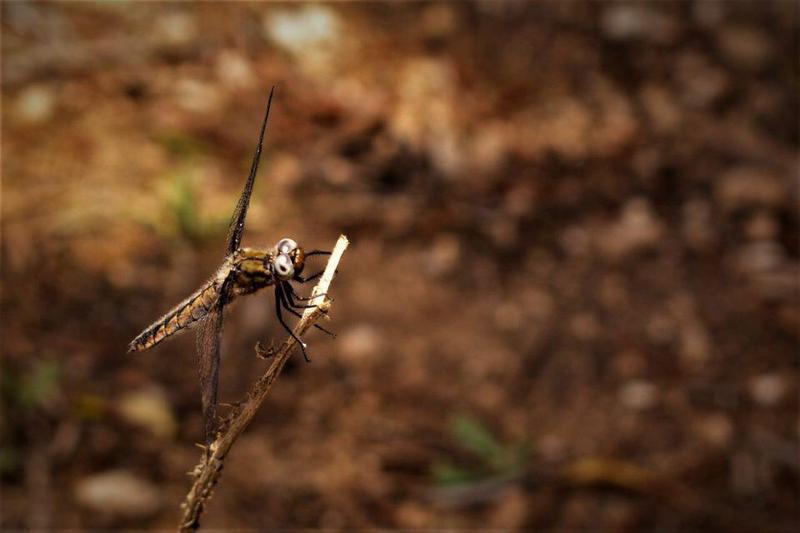 έντομο Πάργα Custom