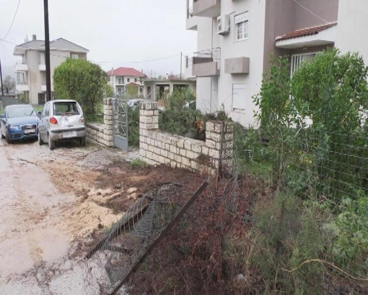 kardamitsia anemostrobilos