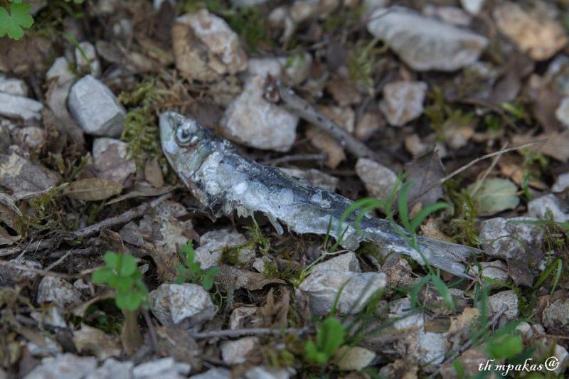 dilitiriasmenisardela