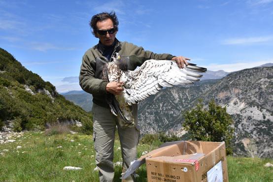 φιδαετός απελευθέρωση1