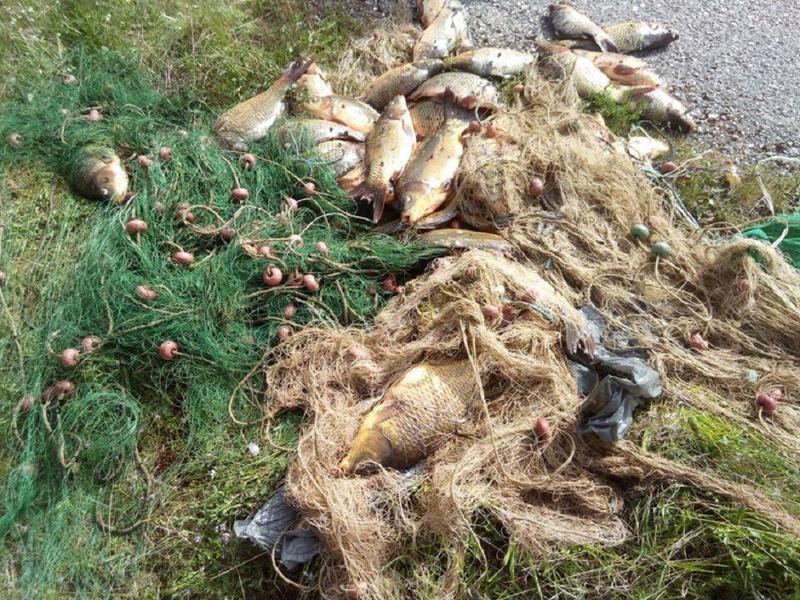 kiprinia lathralieia