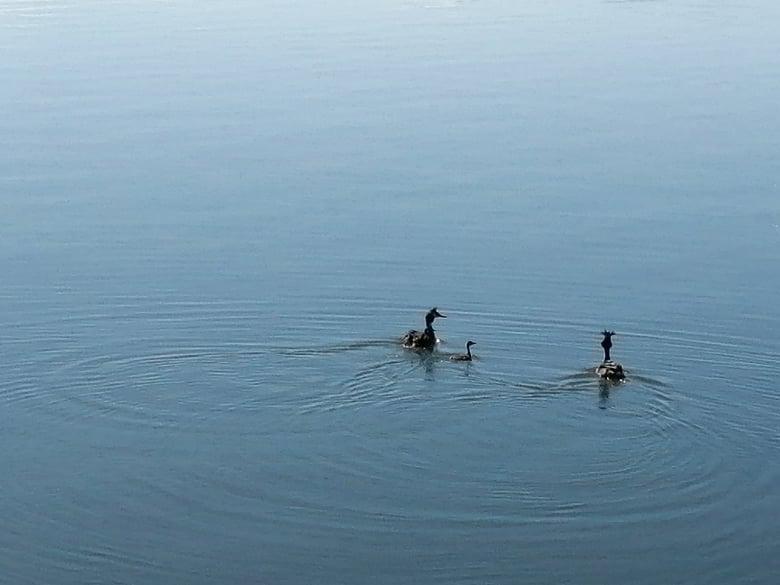 ΠΑΠΙΕΣ ΣΤΗ ΛΙΜΝΗ