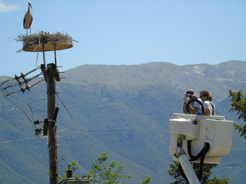 daktiliosipelargwn 1