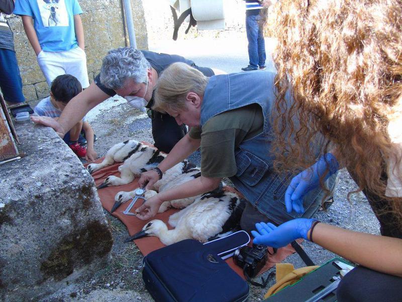 daktiliosipelargwn 2