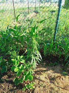 Δομή Φιλοξενίας Κατσικά- Καλλιεργούσαν χασίς έξω από τα κοντέινερς 56 dendryliakatsikas 1