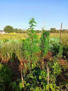 Δομή Φιλοξενίας Κατσικά- Καλλιεργούσαν χασίς έξω από τα κοντέινερς 55 dendryliakatsikas 3