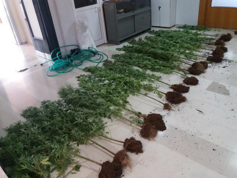 Είχε φυτεία με κάνναβη κοντά στον στάβλο του (βίντεο) 52 fyteia pogoni 1