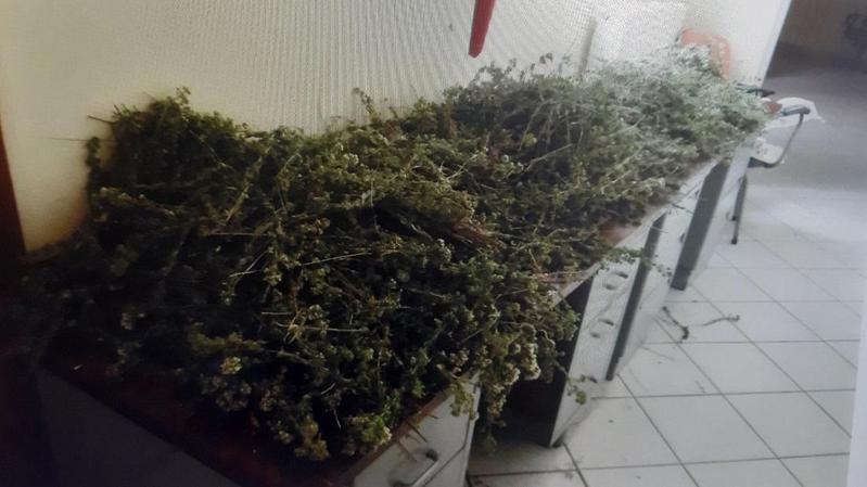 Μάζευαν παράνομα τσάι και ρίγανη στο Κεφαλόβρυσο 52 tsa rigani 1