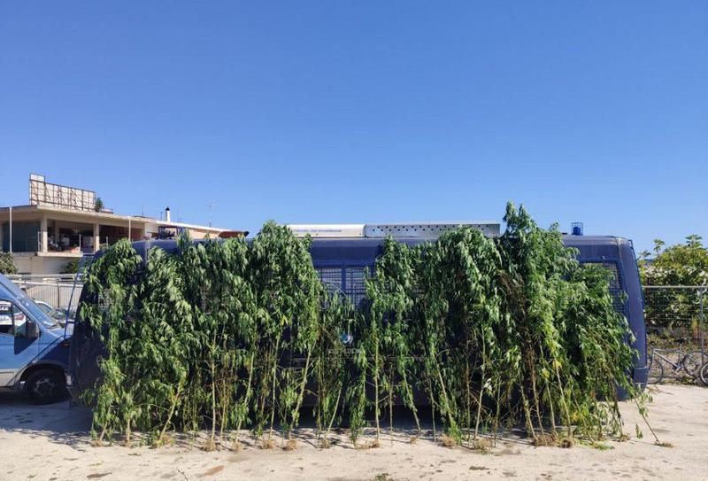 fyteiakannavi vouvopotamos 2