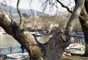 Γιαννιώτικα ιστορικά πλατάνια και κυπαρίσσια 63 εικόνα 9 Custom