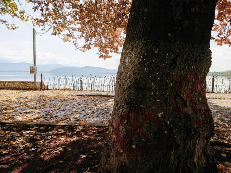 πλατάνια σημαδεμένα παραλίμνιος Custom