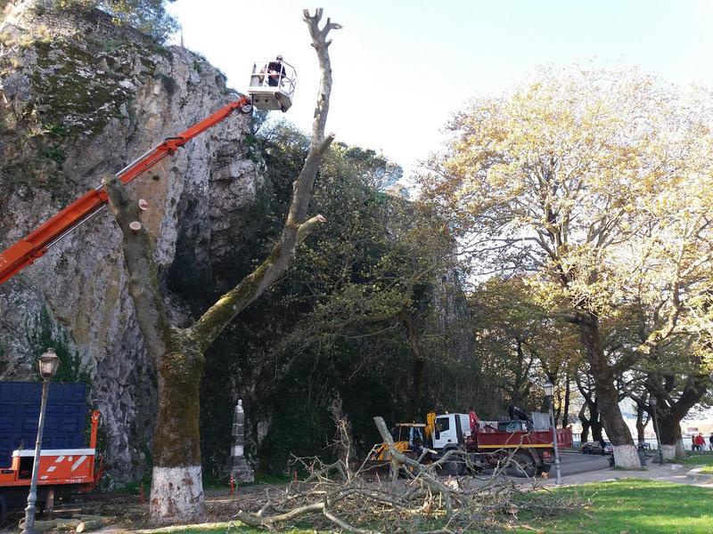 Ξεκίνησε η κοπή των πλατάνων στην παραλίμνια περιοχή 55 kophplatanoy paralimnia