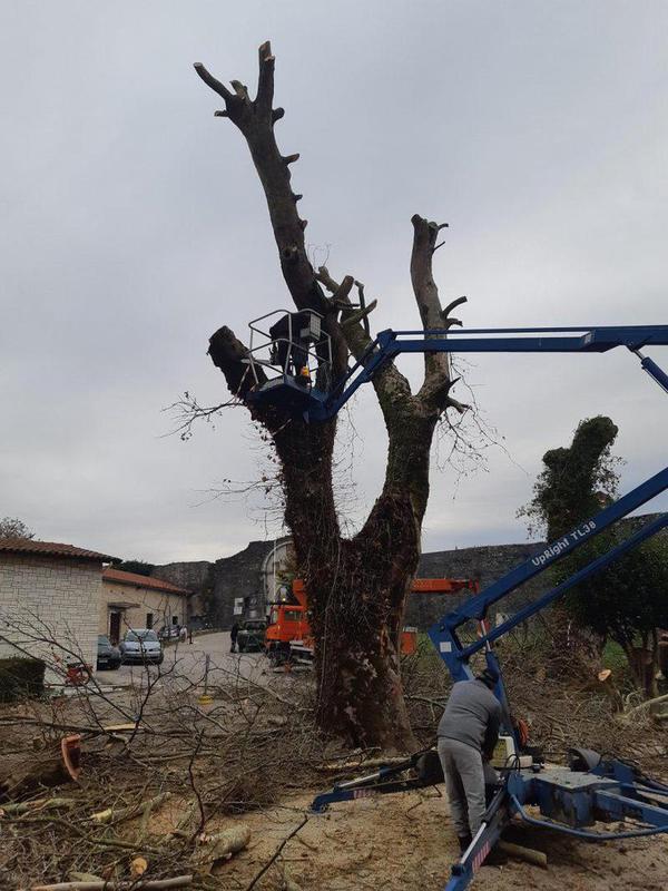 Ξεκίνησε η κοπή και η απομάκρυνση των άρρωστων πλατάνων 55 kopi platania1