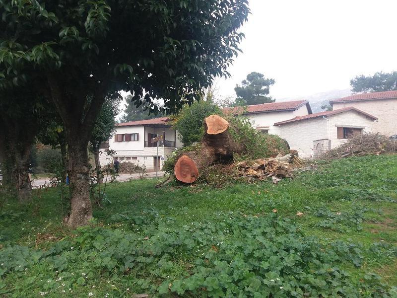 kopi platania Its kale 2