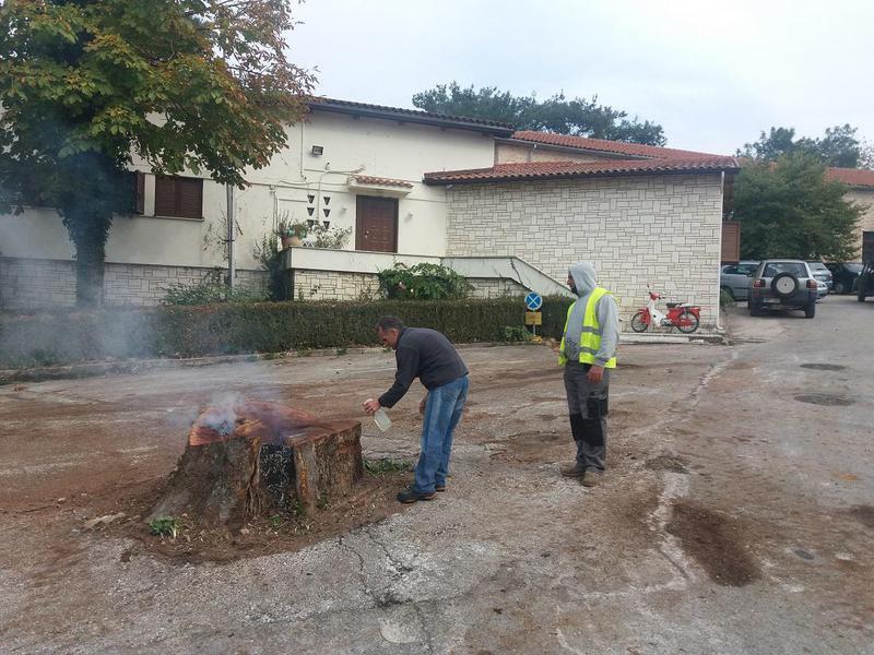 Ξεκίνησε η κοπή και η απομάκρυνση των άρρωστων πλατάνων 57 kopi platania Its kale 3