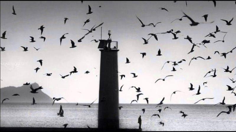 arrival of the birds and transformation