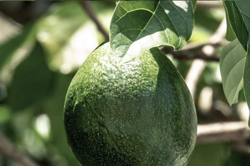 avocadο