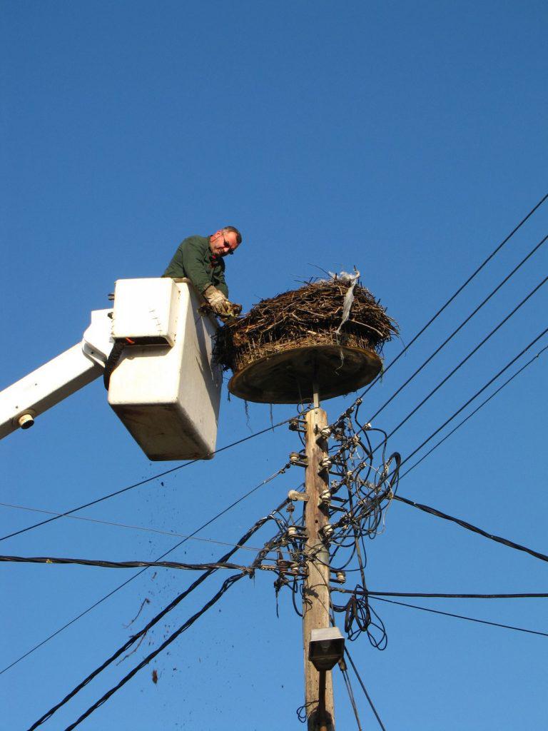 leykopelargos eleoysa folia