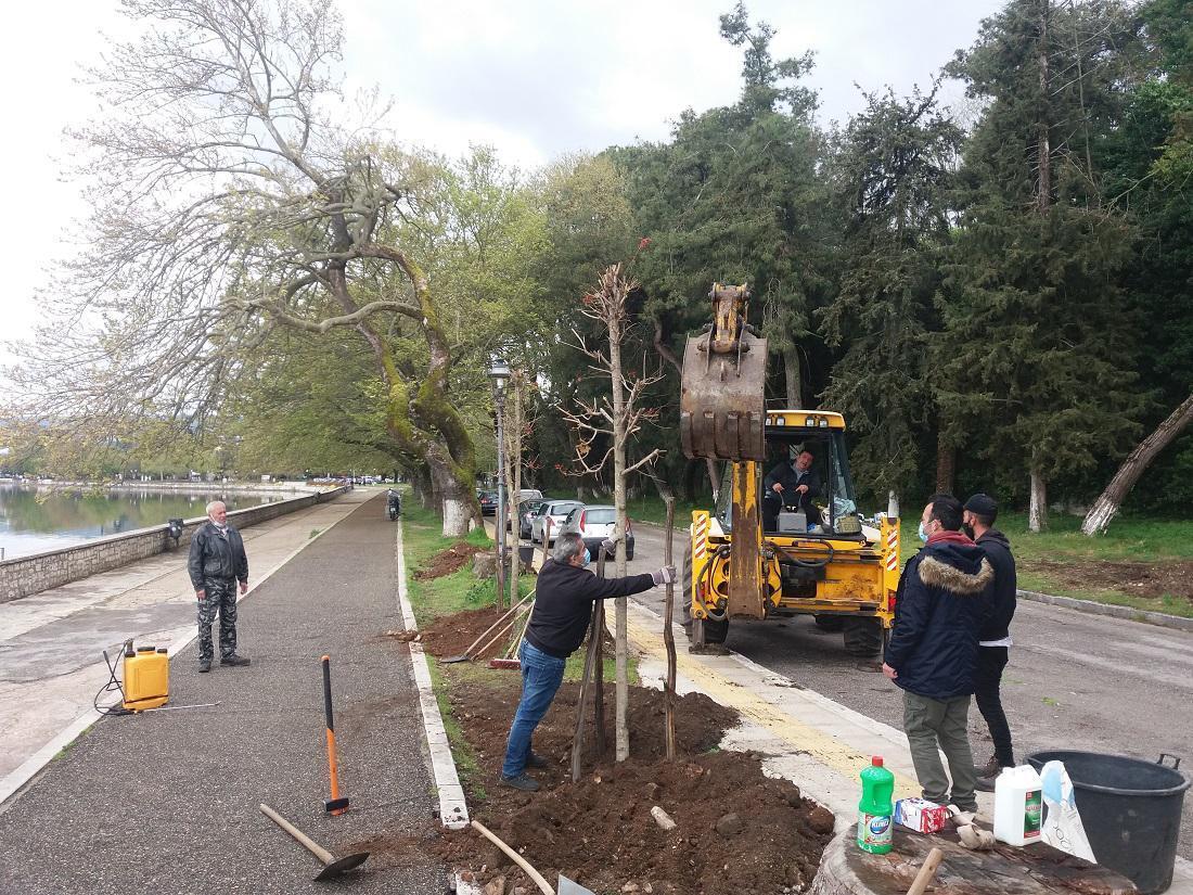 Οι σφένδαμοι παίρνουν θέση στο παραλίμνιο 57 fyteysi sfendamos paralimnio2