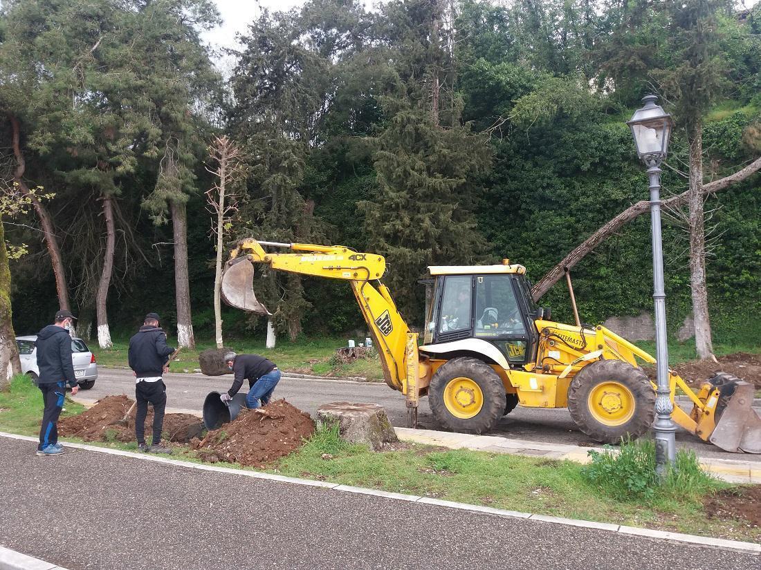 Οι σφένδαμοι παίρνουν θέση στο παραλίμνιο 56 fyteysi sfendamos paralimnio3