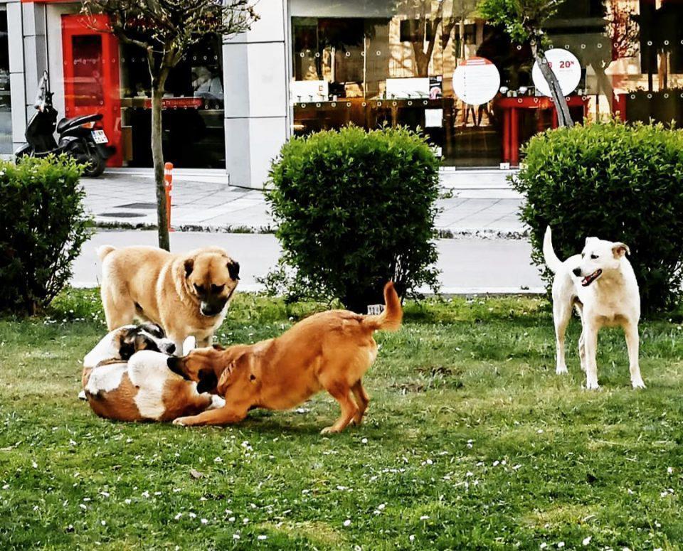 αδέσποτα δικαστικό μέγαρο