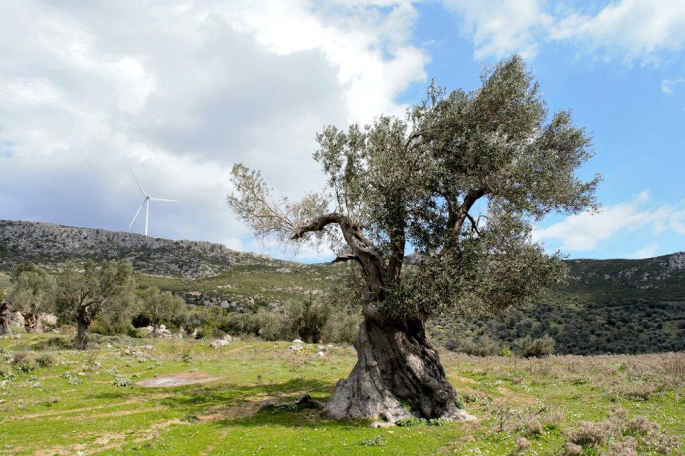 φωτο GAIACOMM για ΤΕΤΑΡΤΗ 2605 Custom