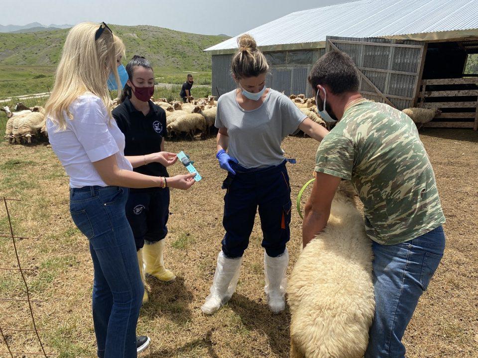 arampatzi ioannina1 1