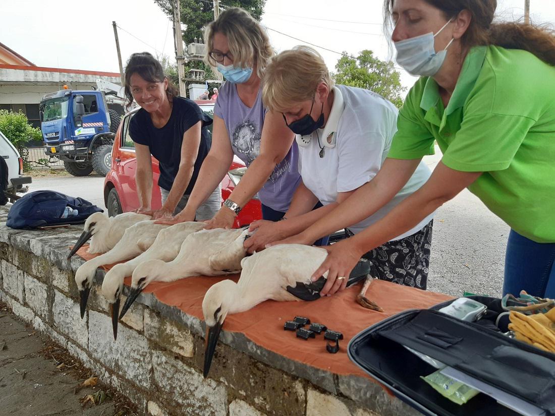 daktiliwsipelargwn 1