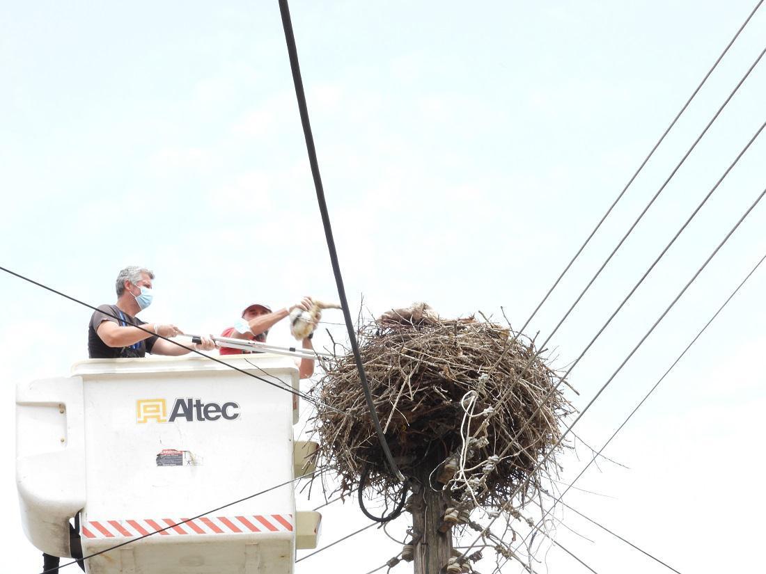 daktiliwsipelargwn 2