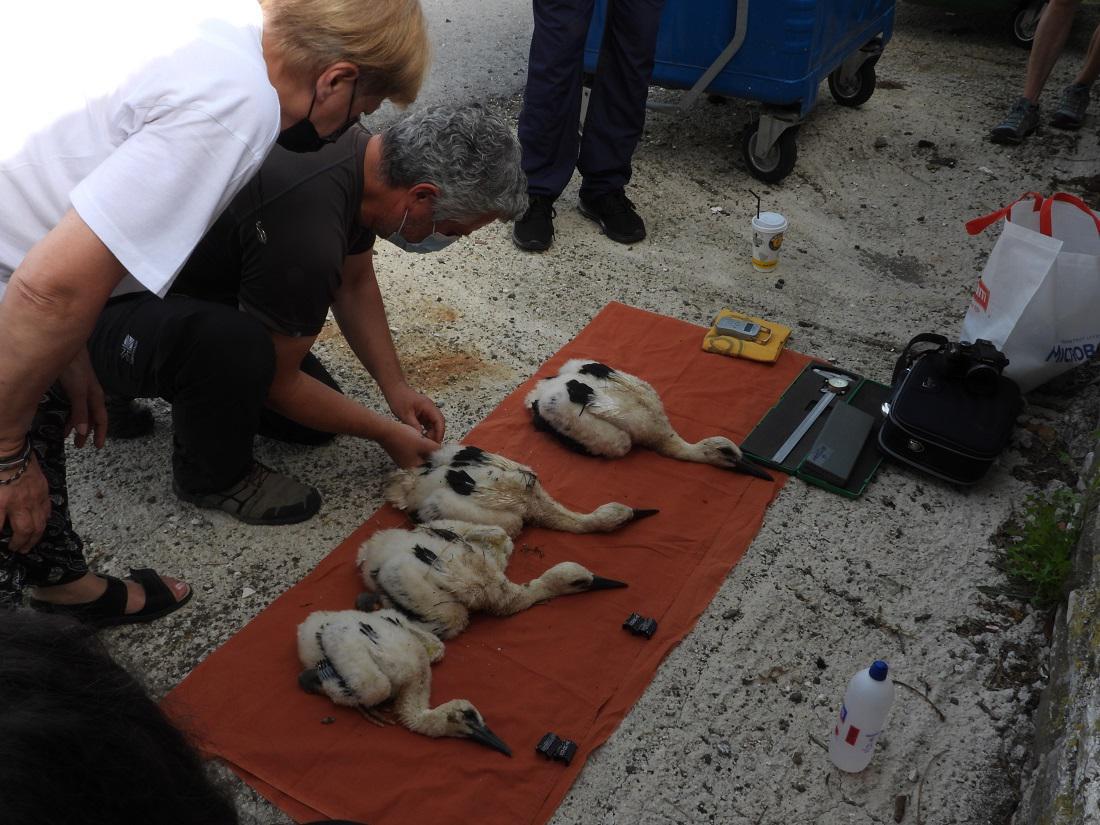 daktiliwsipelargwn 3