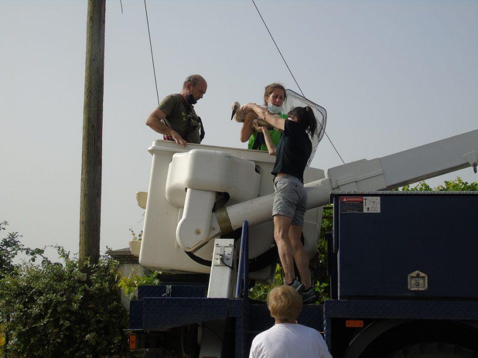 daktiliwsipelargwn 4