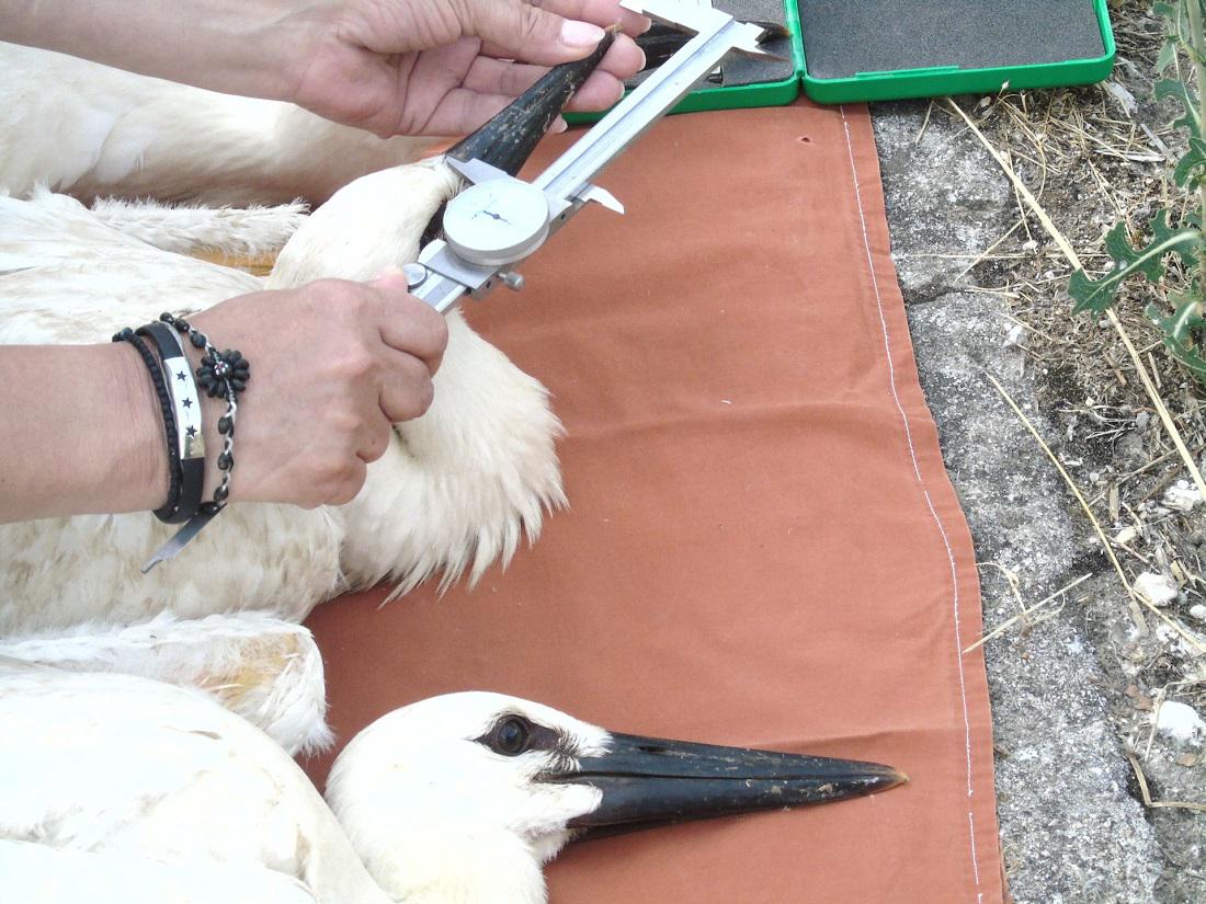 daktiliwsipelargwn 5